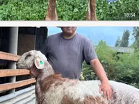 母羊, East Friesian Dairy sheep — 照片 1