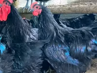 Australorp — Foto 3