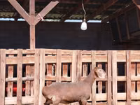 Goat, Nubian Goat — photo 1