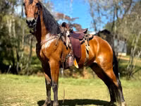 حصان, Tennessee Walking Horse — الصورة 1
