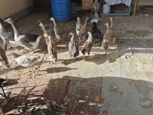 印度跑鸭
