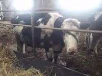 गाय, Russian Black pied cattle — फ़ोटो 2