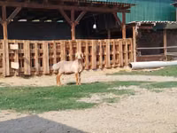 كبش, Edilbay sheep — الصورة 7