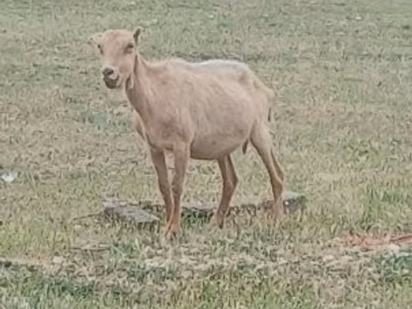 Cabro, Alpine goat