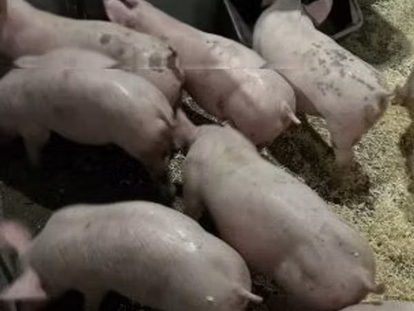 Pigs (batch, sex not specified), 