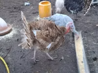 Turkeys — photo 1