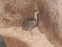 Guinea fowl — फ़ोटो 3
