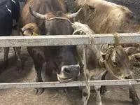 Lo’, Ukrainian Brown Dairy Cattle — sawirka 2