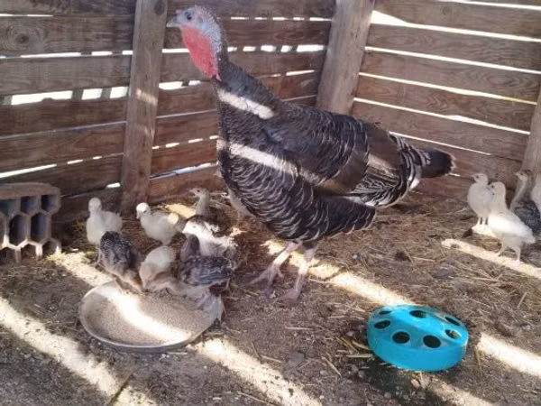 Turkeys