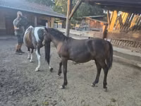Farasi dume, Welsh Cob — picha 5