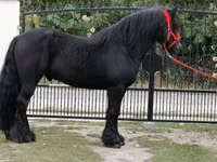 Faras, Fell pony — sawirka 4