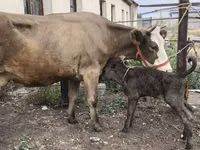 Cow, Simmental cattle — photo 2