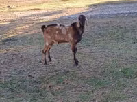 Billy Goat, Nubian Goat — photo 1