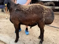 公羊, Sheep — 照片 2