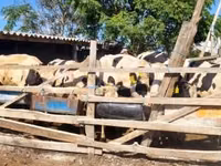 सांड, Russian Black pied cattle — फ़ोटो 2