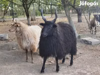 मेढ़ा, Racka sheep — फ़ोटो 1