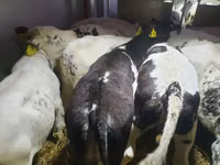 Ng'ombe (kikundi, jinsia haijatajwa), Russian Black pied cattle — picha 3