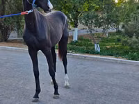 Horse (M), Akhal-Teke — photo 3