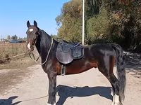 حصان, French Trotter — الصورة 4