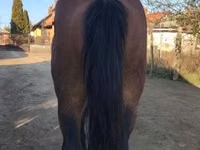Horse (M), Horses — photo 5