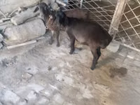 Ri’ lab, Goats — sawirka 1