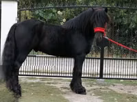 Horse (M), Fell pony — photo 4