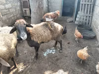 भेड़, भेड़ — फ़ोटो 1