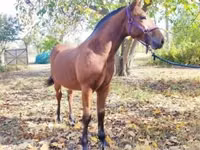 公马, Nonius horse — 照片 4