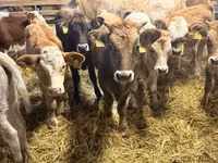 Ng'ombe jike, Simmental cattle — picha 3
