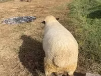 Ram, Hampshire sheep — photo 4