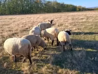كبش, Shroshire sheep — الصورة 4