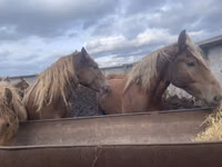 Mare, Arabian horse — photo 3