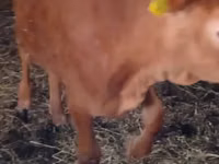 Cow, Limousin cow — photo 1