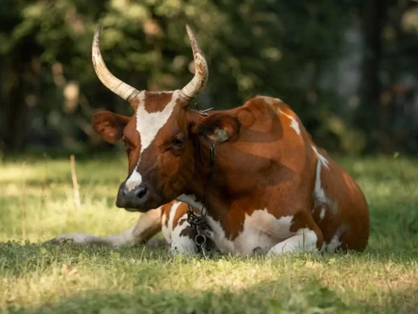 Kuh, Simmental cattle