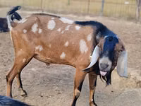 عنزة, Nubian Goat — الصورة 3