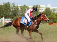 母马, Arabian horse — 照片 3