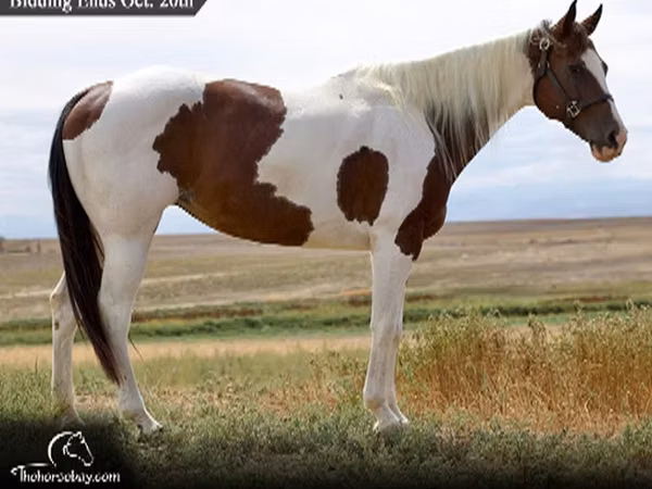 Mare, Rocky Mountain Horse