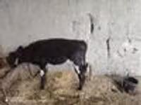 母牛, Cattle — 照片 6