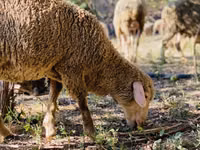 Ram, Merinoland sheep — photo 7