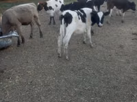بقرة, Russian Black pied cattle — الصورة 3