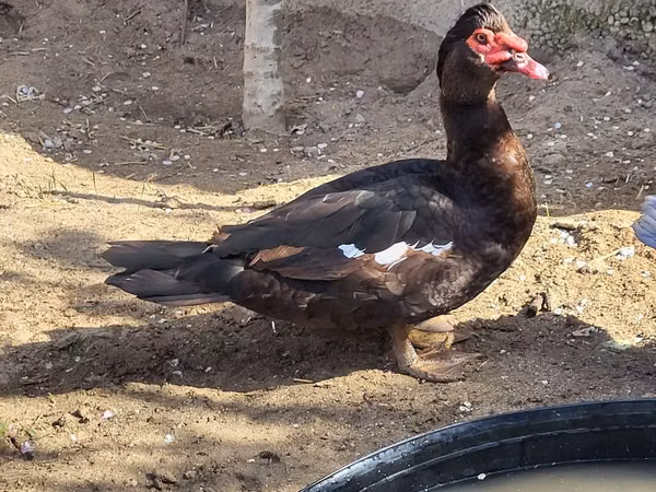 Ducks