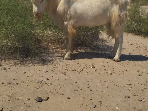Mbuzi dume, Mbuzi