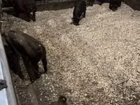 Boar — photo 3