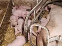 猪（批次，未指定性别）, Pigs — 照片 5