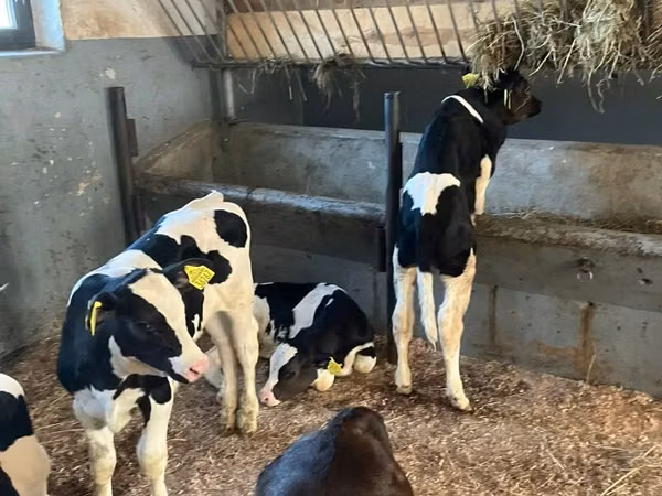 Cattle (batch, sex not specified), Russian Black pied cattle