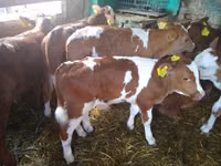 Bovinos (lote, sexo no especificado), Vaca Limousin — foto 1
