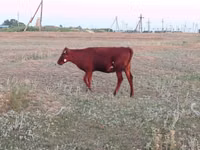 Vaca, Vaca de estepa roja — foto 3