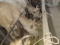 Cow, Alatau breed — photo 4