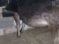 Cow, Alatau breed — photo 1