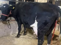 Cow, Alatau breed — photo 3